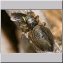 Heliophanus flavipes - Springspinne 01c 5mm mit Fliege.jpg